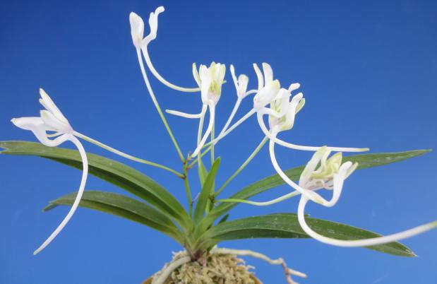 楽天市場】【富貴蘭】胡蝶の舞（こちょうのまい）1条/ 花 蘭 古典植物 フウラン : ヨネヤマ 聞香庵 楽天市場店