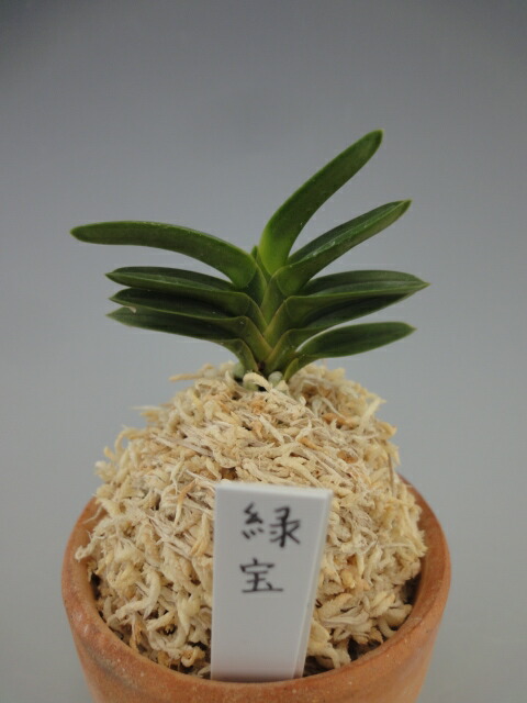 楽天市場】【富貴蘭】千載錦（せんざいにしき）/花 古典植物