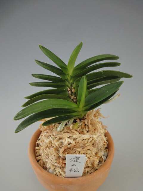 楽天市場】【富貴蘭】千載錦（せんざいにしき）/花 古典植物 フウラン