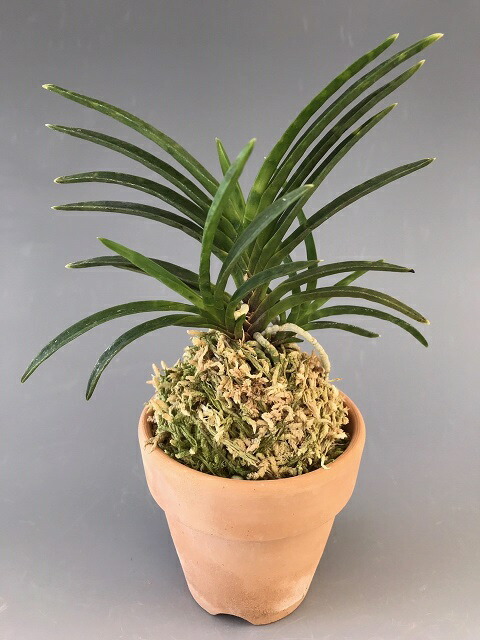 楽天市場】【富貴蘭】長生殿（ちょうせいでん）1条/ 花 蘭 古典