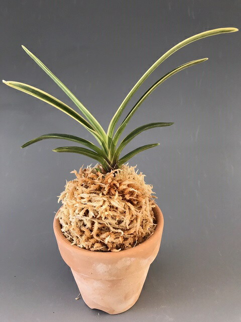 富貴蘭、天恵覆輪の群生(30弱あります) 楽天市場】【店内全品2個同時