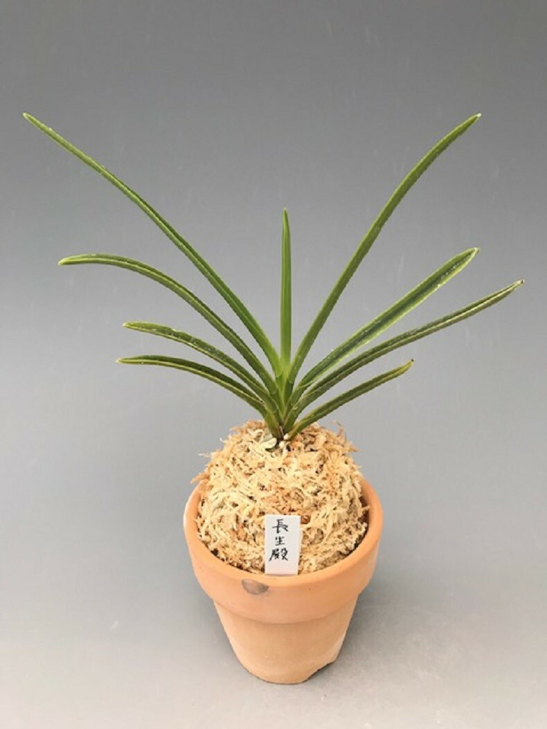 楽天市場】【富貴蘭】富鷹（ふよう）/花 古典植物 フウラン 送料無料