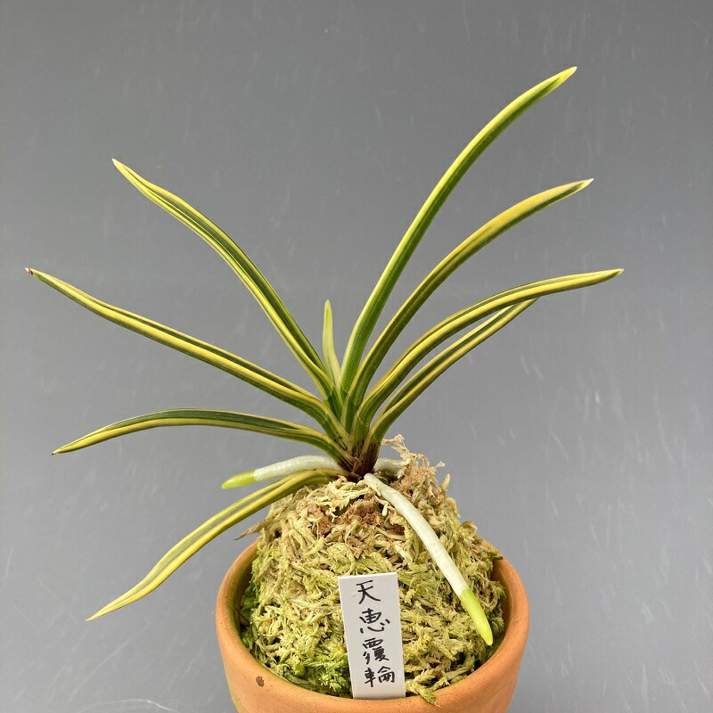 富貴蘭　必見!!月琴覆輪 楽天市場】富貴蘭 フウキラン 羅紗覆輪 風蘭 フウラン