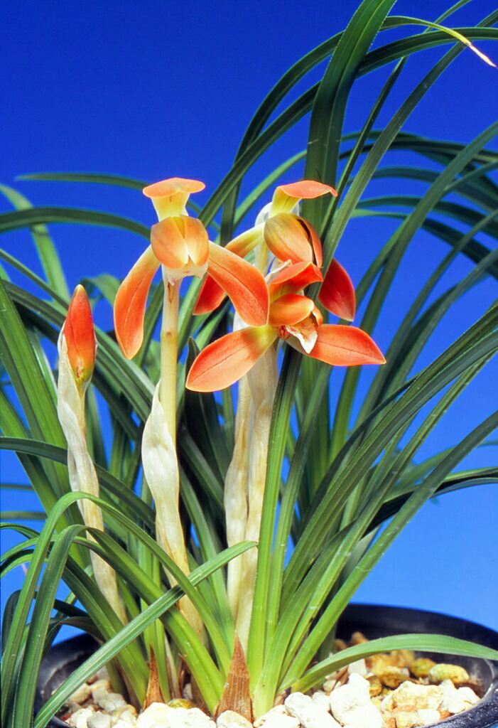 楽天市場】【日本春蘭】黒牡丹（こくぼたん）/ 花 蘭 東洋蘭 春蘭