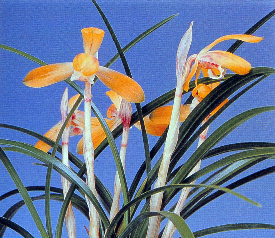 楽天市場】【日本春蘭】天紫晃（てんしこう）/ 花 蘭 東洋蘭 春蘭