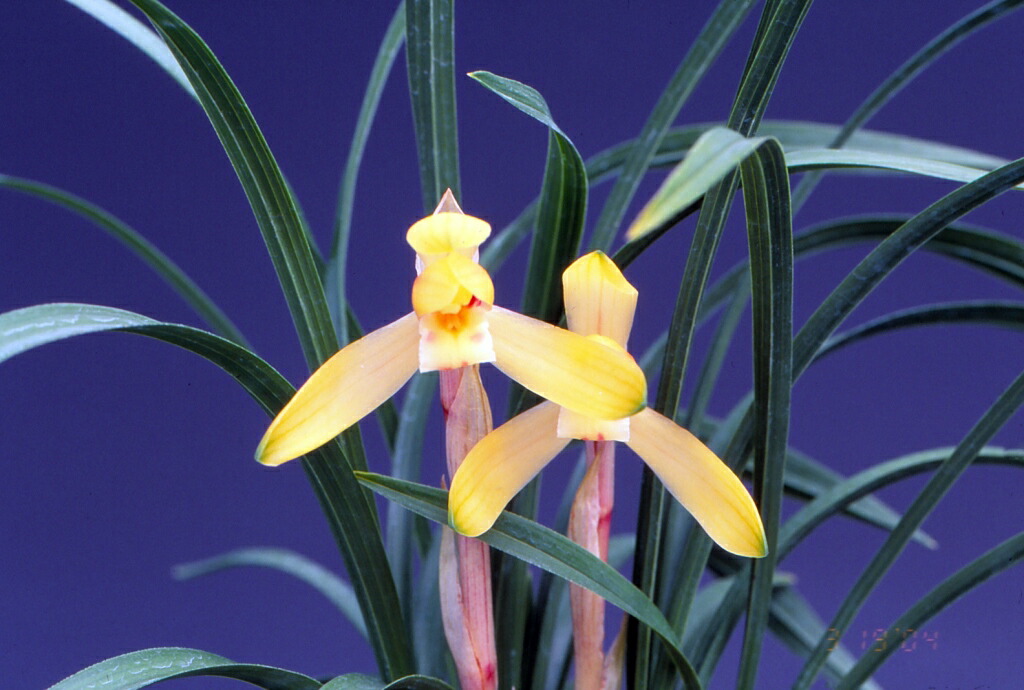 楽天市場】【日本春蘭】天紫晃（てんしこう）/ 花 蘭 東洋蘭 春蘭