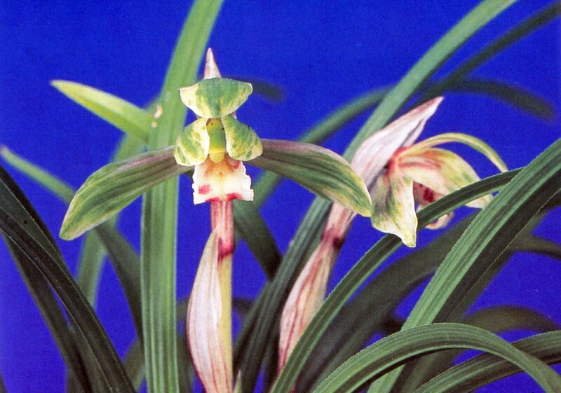 楽天市場】【日本春蘭】天紫晃（てんしこう）/ 花 蘭 東洋蘭