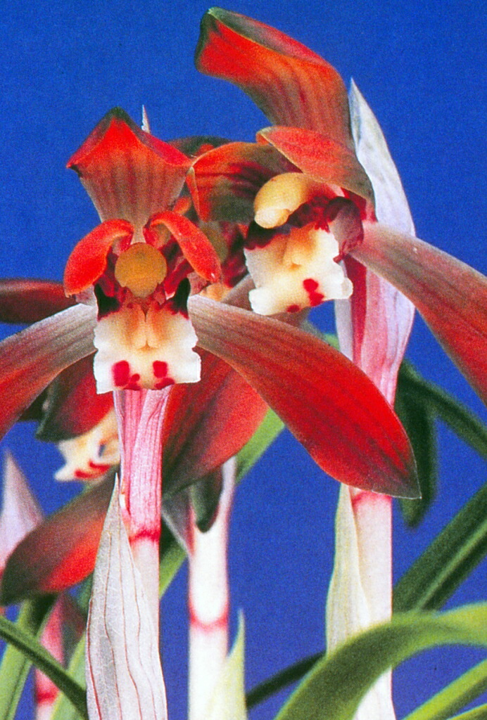 楽天市場】【日本春蘭】天紫晃（てんしこう）/ 花 蘭 東洋蘭 春蘭