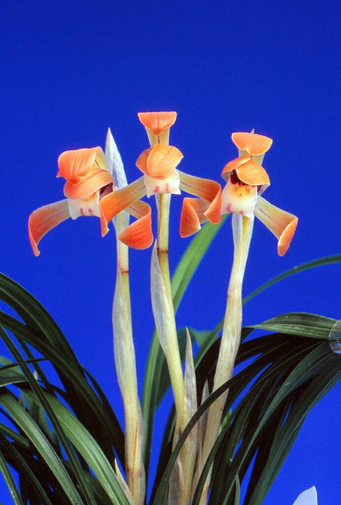 楽天市場】【日本春蘭】宝生の花（ほうしょうのはな）/ 花 蘭 東洋蘭