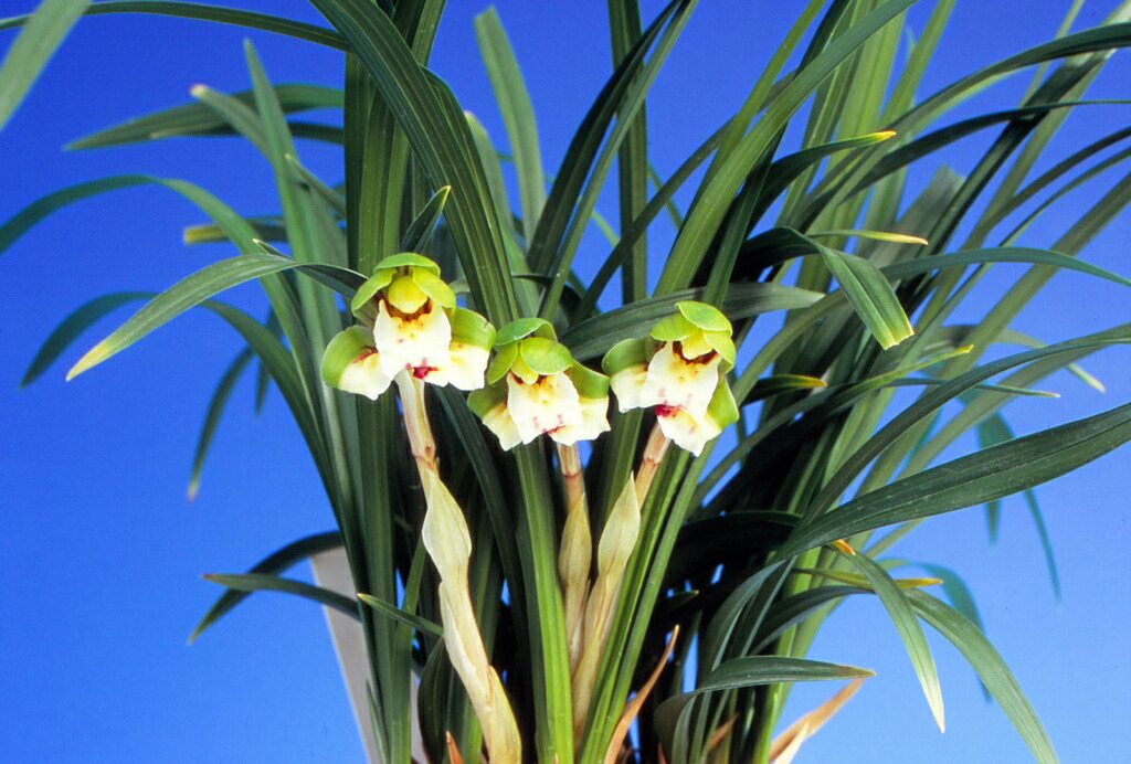 ★春蘭　花着き「和蝶」５本・変り咲き・蝶咲き小花の珍品★寒蘭 中国春蘭舞蝶（ぶちょう）&frasl; 花 蘭 東洋蘭 春蘭