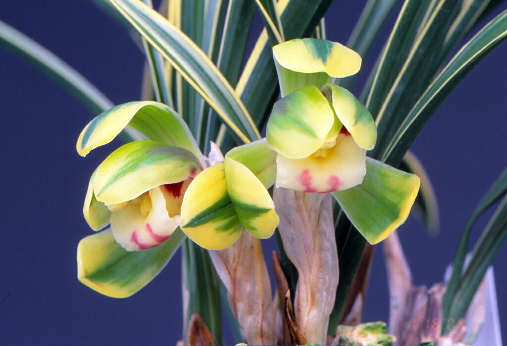 楽天市場】【日本春蘭】天紫晃（てんしこう）/ 花 蘭 東洋蘭 春蘭