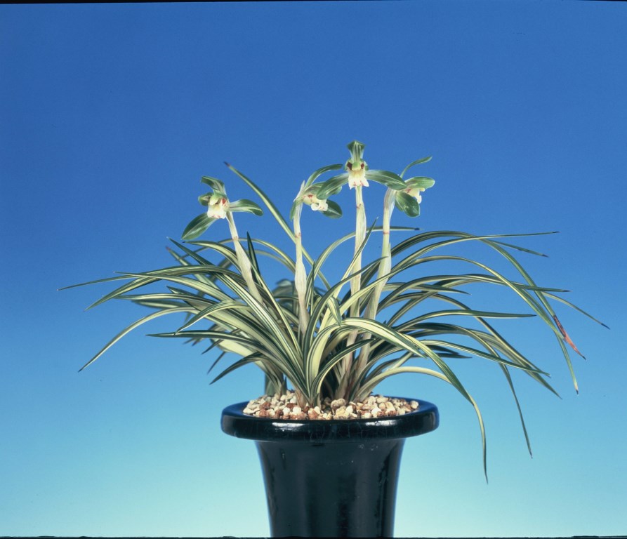 日本春蘭　〔天紫晃〕花芽2 日本春蘭・天紫晃（てんしこう）| 種・苗・ガーデニング用品の