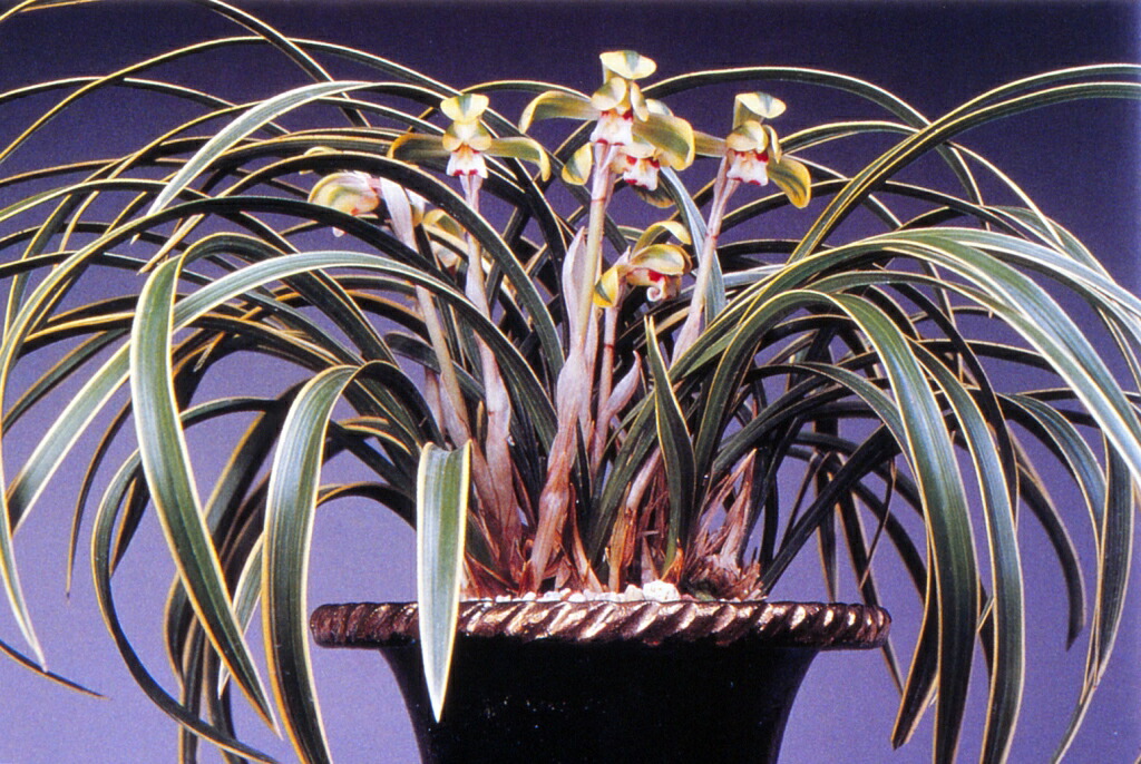 楽天市場】【日本春蘭】宝生の花（ほうしょうのはな）/ 花 蘭 東洋蘭