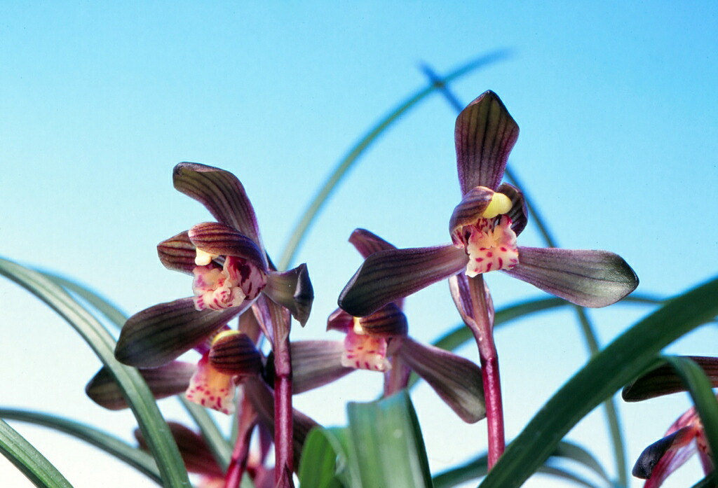 寒蘭　黒牡丹　花芽有り 寒蘭 黒牡丹