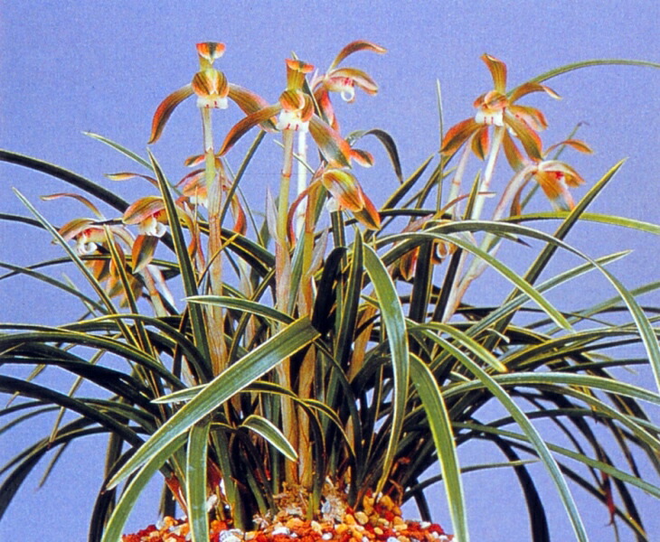 楽天市場】【日本春蘭】黒牡丹（こくぼたん）/ 花 蘭 東洋蘭 春蘭