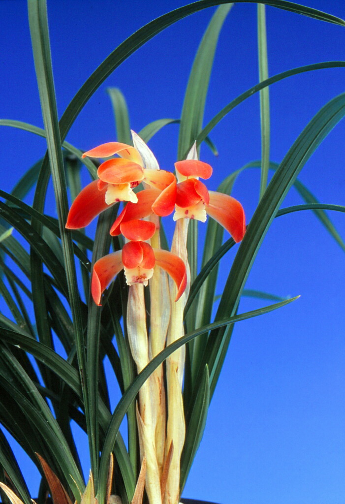 春蘭　韓国春蘭　日本春蘭　宝生の花 楽天市場】【日本春蘭】宝生の花（ほうしょうのはな）/ 花 蘭 東洋蘭