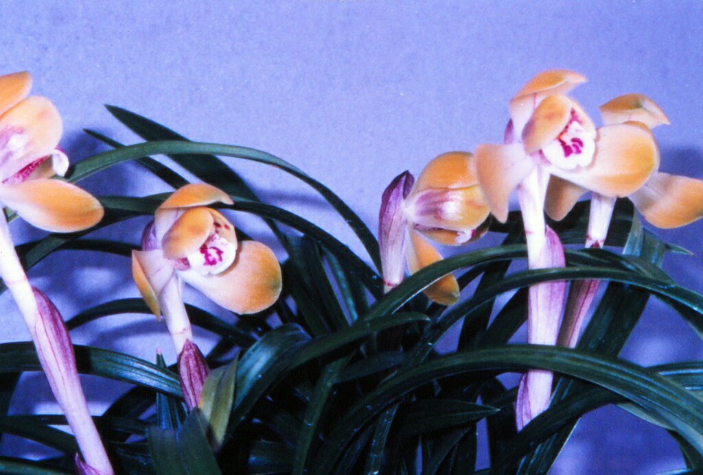 春蘭　韓国春蘭　日本春蘭　宝生の花 日本春蘭】宝生の花（ほうしょうのはな）/ 花 蘭 東洋蘭 春蘭