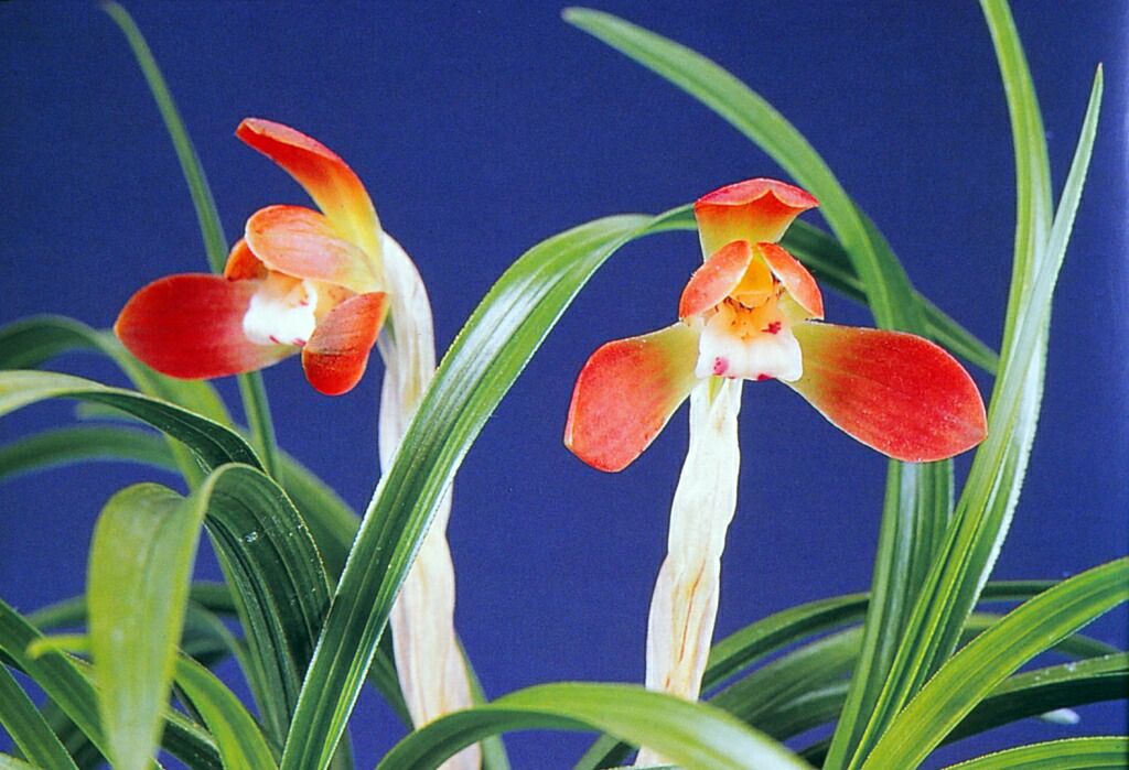 日本春蘭 〔天紫晃〕花芽2 日本春蘭 〔天紫晃〕花芽2 - SANDALCASA 日本