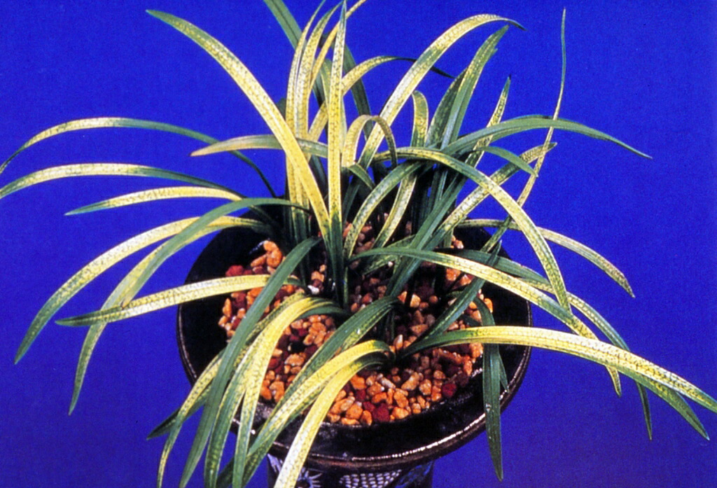 春蘭　韓国春蘭　日本春蘭　宝生の花 楽天市場】【日本春蘭】宝生の花（ほうしょうのはな）/ 花 蘭