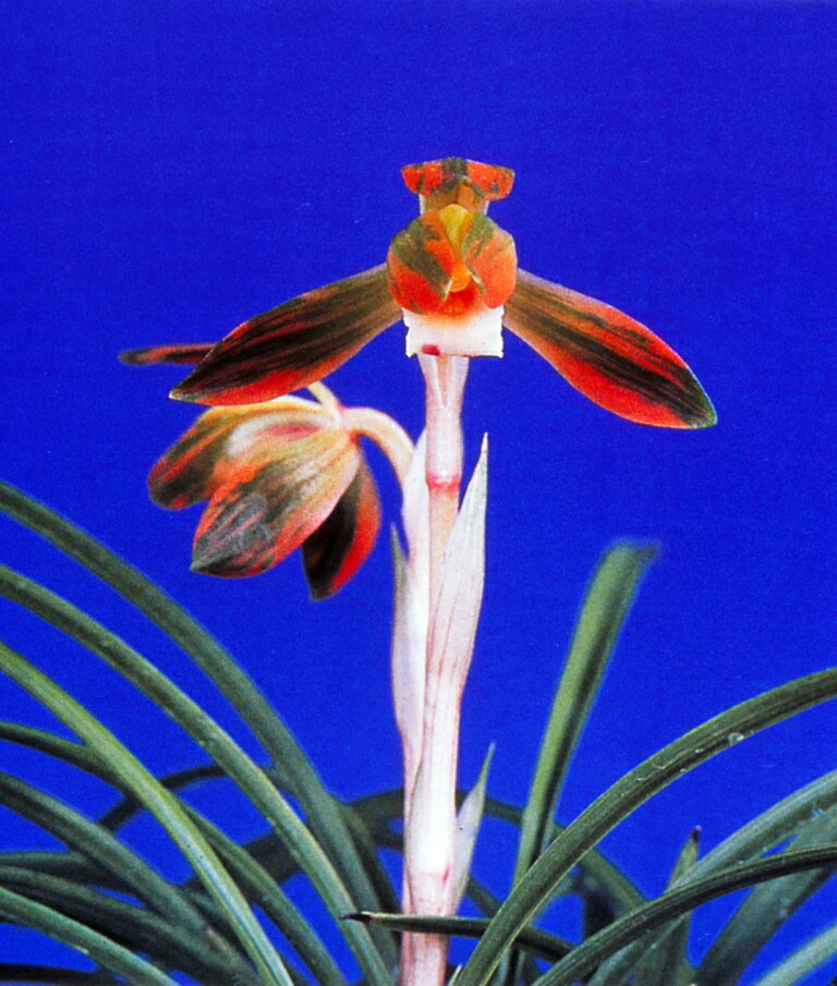 寒蘭　黒牡丹　花芽有り 寒蘭 黒牡丹