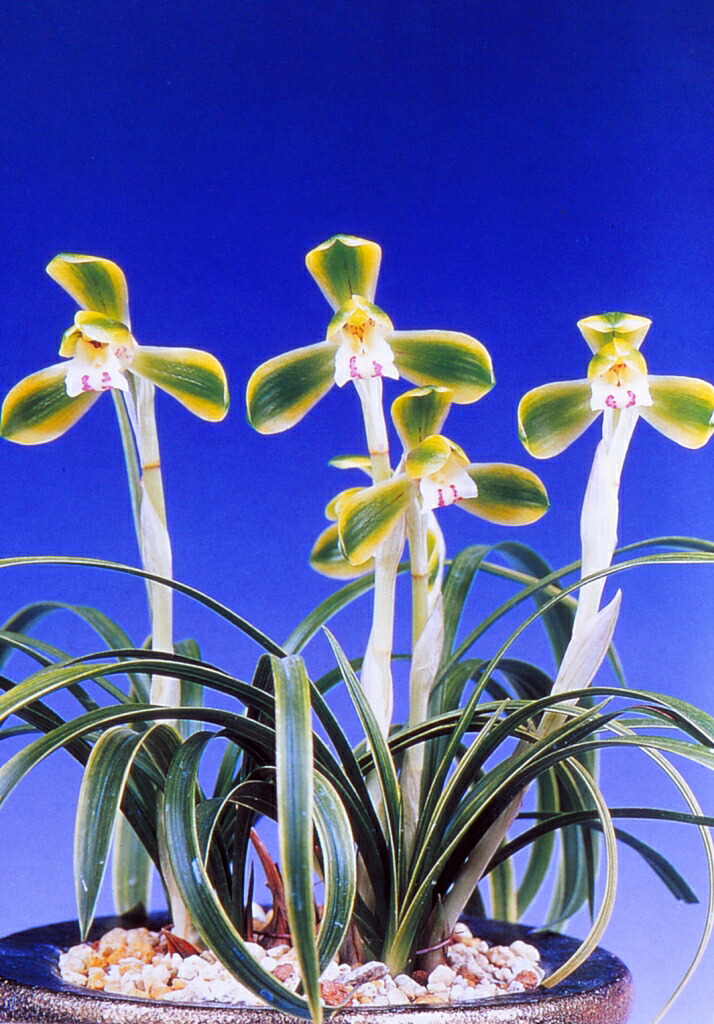 楽天市場】【日本春蘭】天紫晃（てんしこう）/ 花 蘭 東洋蘭 春蘭