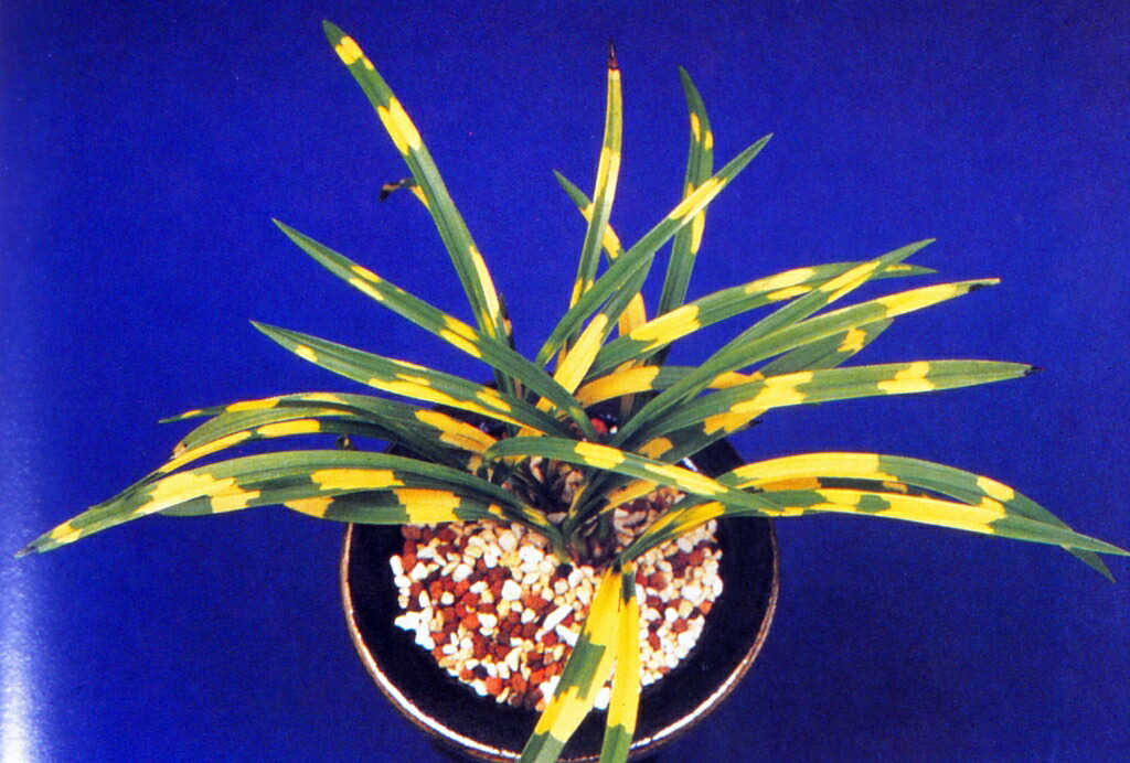 春蘭　韓国春蘭　日本春蘭　宝生の花 楽天市場】【日本春蘭】宝生の花（ほうしょうのはな）/ 花 蘭