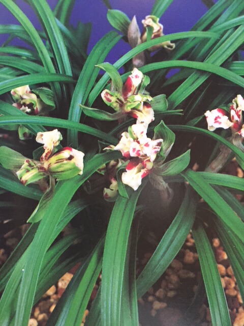 ☆ 日本春蘭 多摩の光 花2付 寒蘭 ☆