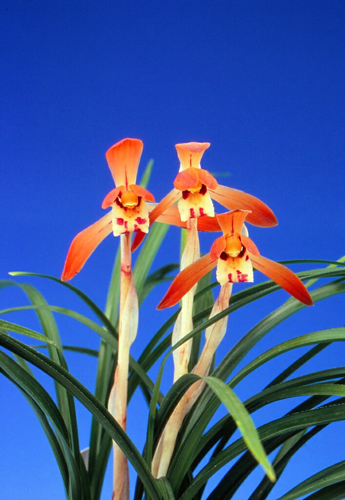 楽天市場】【日本春蘭】天紫晃（てんしこう）/ 花 蘭 東洋蘭 春蘭