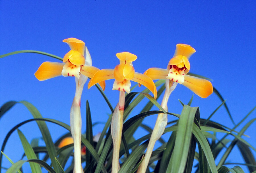 楽天市場】【日本春蘭】瑞晃（ずいこう）/ 花 蘭 東洋蘭 春蘭