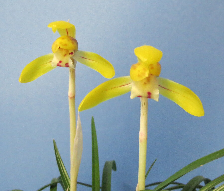 楽天市場】【日本春蘭】宝生の花（ほうしょうのはな）/ 花 蘭 東洋蘭