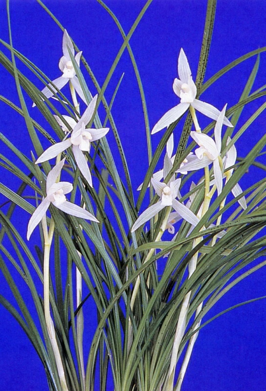 楽天市場】【中国春蘭】白雲（はくうん）/ 花 蘭 東洋蘭 春蘭