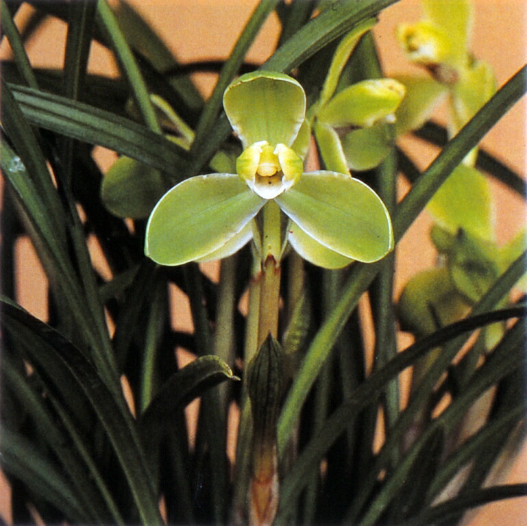 楽天市場】【日本春蘭】天紫晃（てんしこう）/ 花 蘭 東洋蘭 春蘭