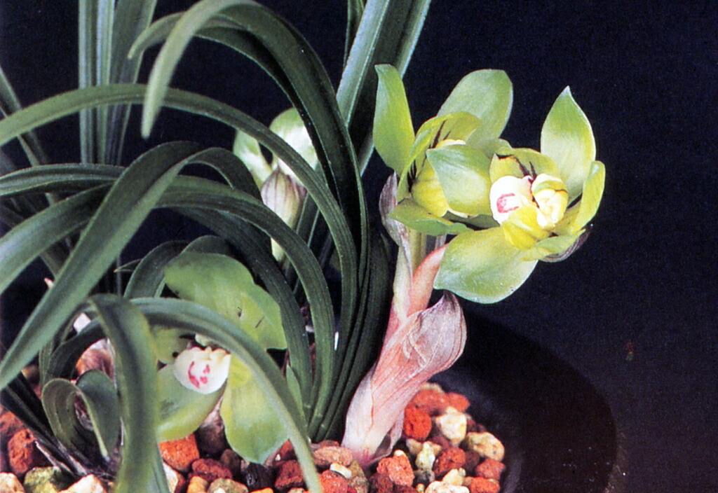 楽天市場】【中国春蘭】天司晃（てんしこう）/ 花 蘭 東洋蘭 春蘭