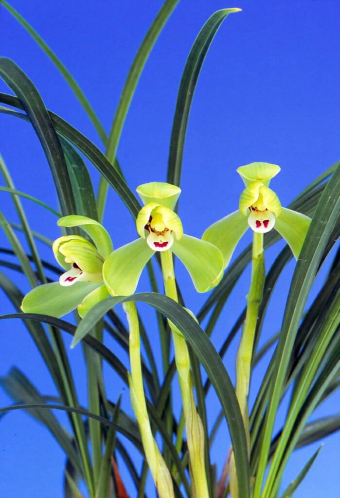 富貴蘭　三蝶咲『万華鏡』大きい2本立花芽付 風蘭　長生蘭　春蘭　東洋蘭　山野草 富貴蘭 三蝶咲『万華鏡』大きい2本立花芽付 風蘭 長生蘭 春蘭 東洋蘭