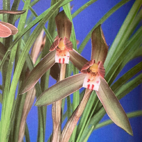 楽天市場】古典園芸植物：中国春蘭 「天司晃」(てんしこう)*ちゅうごく