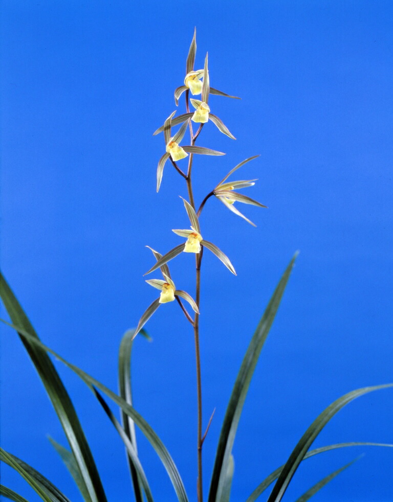 楽天市場】【日本寒蘭】豊雪（ほうせつ）/ 花 蘭 東洋蘭 寒蘭