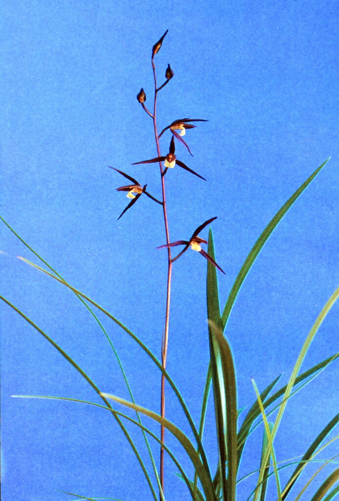 楽天市場】【日本寒蘭】北薩の晃（ほくさつのひかり）/ 花 蘭 東洋蘭