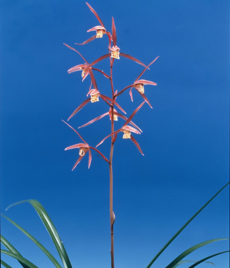 楽天市場】【日本寒蘭】お得な2種セットA : ヨネヤマ 聞香庵 楽天市場店