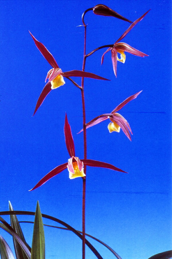 対馬寒蘭 Yahoo!オークション - 寒蘭 対馬寒蘭 中隈産濃紅