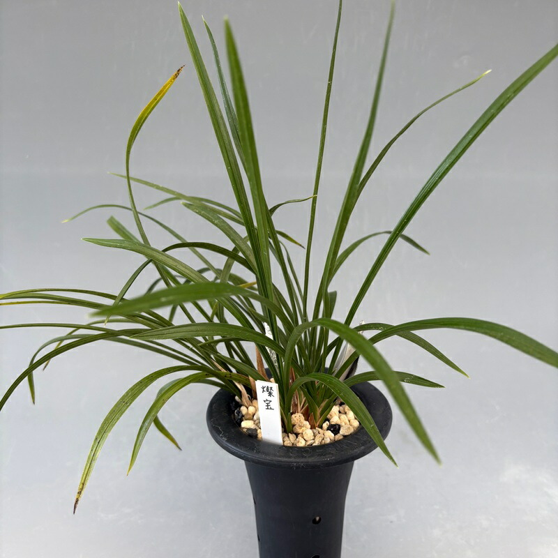 楽天市場】【日本春蘭】宝生の花（ほうしょうのはな）/ 花 蘭 東洋蘭