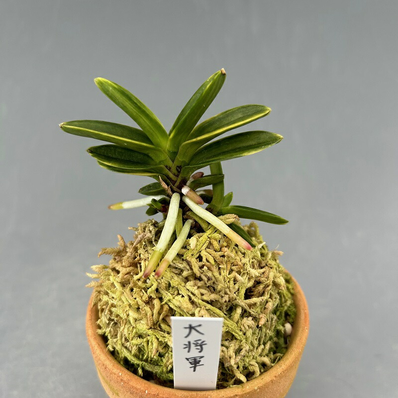 楽天市場】【富貴蘭】満月(まんげつ)/花 古典植物 フウラン 楽天市場】【富貴蘭】満月(まんげつ)/花 古典植物 フウラン