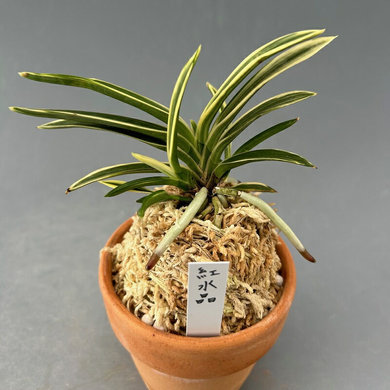 楽天市場】【富貴蘭】千載錦（せんざいにしき）/花 古典植物