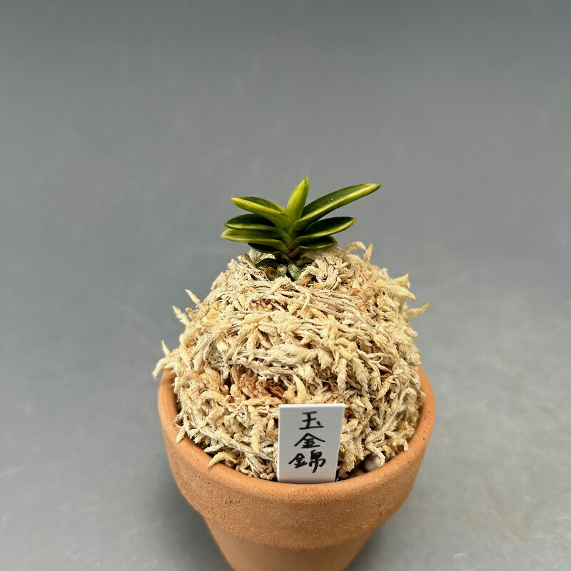 楽天市場】【富貴蘭】玉金錦（たまこんにしき）/花 古典植物 フウラン 送料無料 : ヨネヤマ 聞香庵 楽天市場店