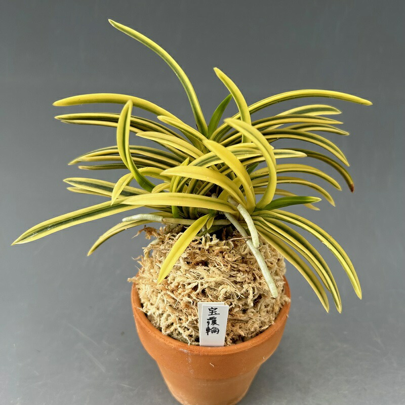 楽天市場】【富貴蘭】翠宝（すいほう）/花 古典植物 フウラン