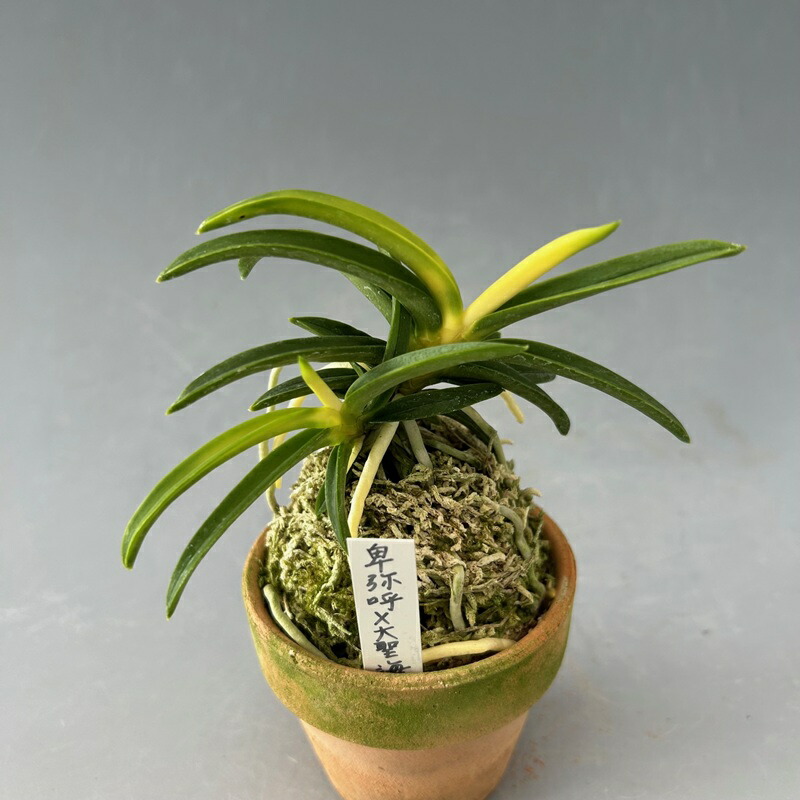 楽天市場】【店内全品2個で10%OFFクーポン配布】 富貴蘭 風蘭 蘭