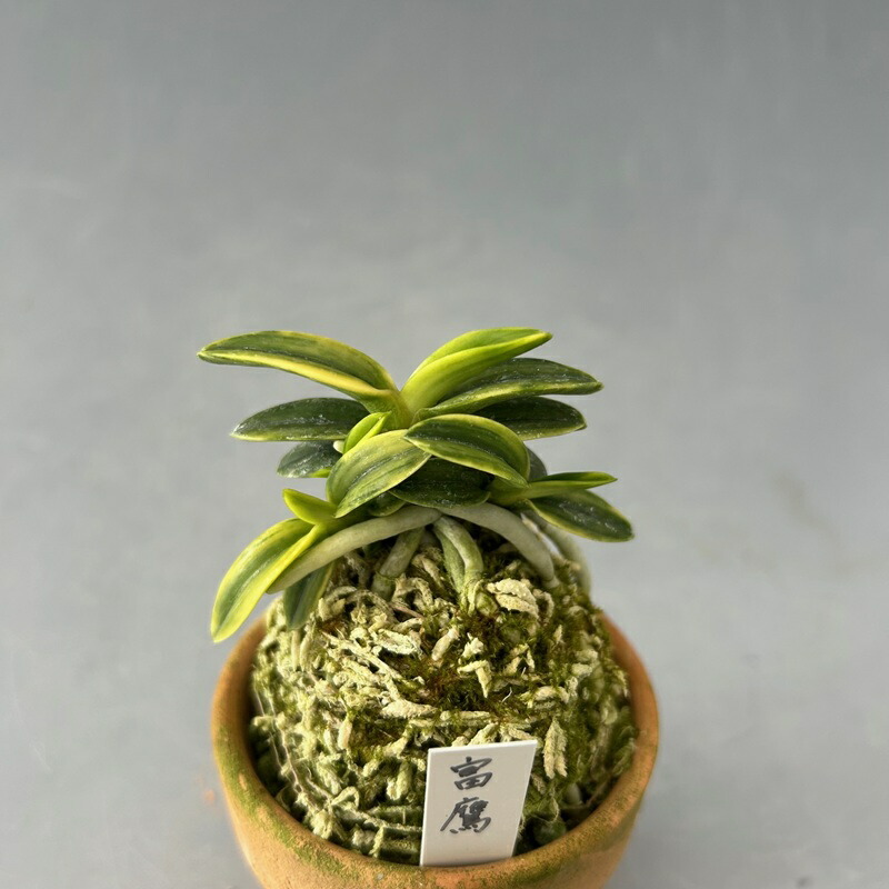 富貴蘭　(仮名)天界 富貴蘭 (仮名)天界 楽天市場】【富貴蘭】銀世界（ぎんせかい）/花 古典植物