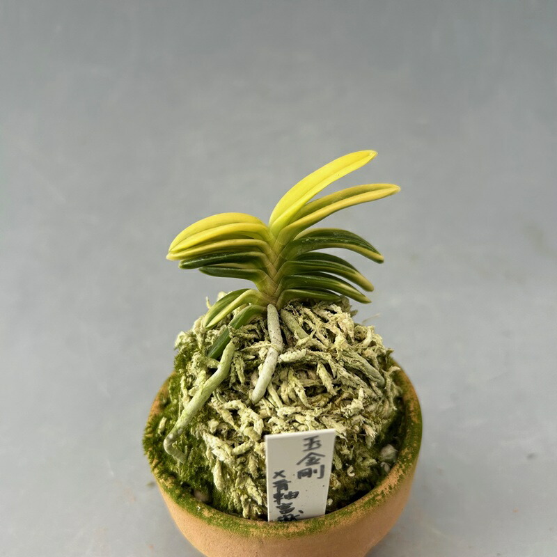 楽天市場】富貴蘭 風蘭 蘭 金剛宝 こんごうほう 1本立 【現品