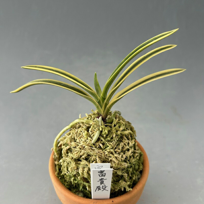 富貴蘭　霧島(斑入り) 富貴蘭 霧島(斑入り)