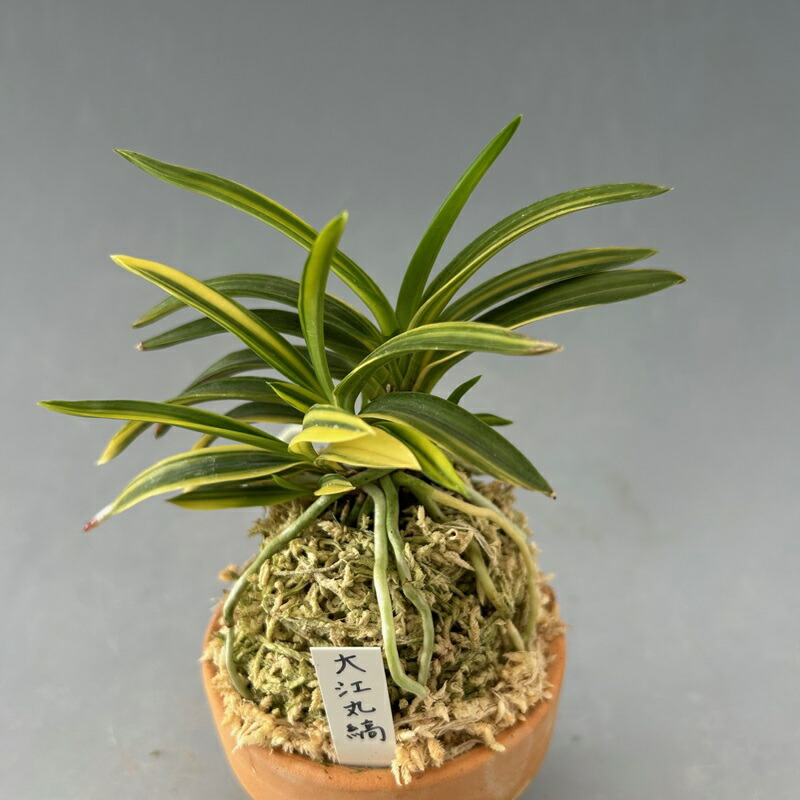 楽天市場】【富貴蘭】千載錦（せんざいにしき）/花 古典植物 フウラン