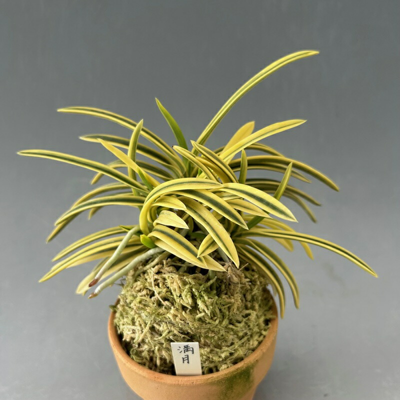 楽天市場】【富貴蘭】玉金剛×青軸富嶽（たまこんごう×あおじくふがく